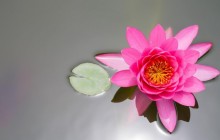 Pink water lily image - Water lilies