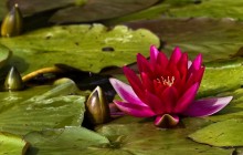 Red water lily wallpaper - Water lilies