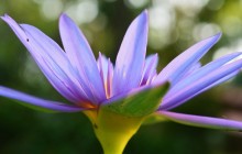 Purple lotus wallpaper - Water lilies