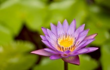 Water lily bloom