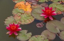 Red water lilies wallpaper - Water lilies