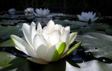 Beautiful water lily wallpaper - Water lilies