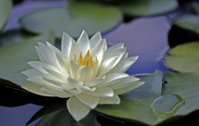 Beautiful water lily flower wallpaper - Water lilies