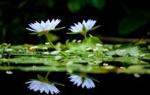 White water lilies image - Water lilies