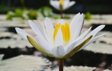 Best water lily wallpaper - Water lilies