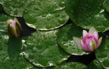 Fresh water lilies wallpaper - Water lilies