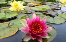 Wet lotus wallpaper - Water lilies
