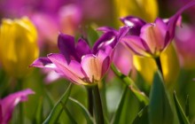 Colorful flowers wallpaper - Other