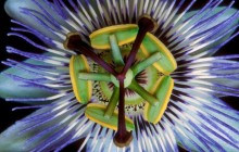 Passion Flower image - Other