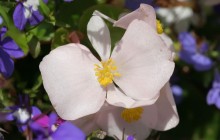 Fibrous Begonia Pink - Other