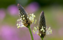 Old Seed Heads wallpaper - Other