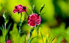 Carnation flowers wallpaper - Other
