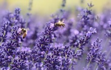 Lavender and bees wallpaper - Other