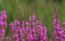 Purple loosestrife flowers - Other