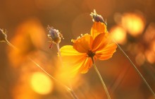 Latest wallpapers of flowers - Other