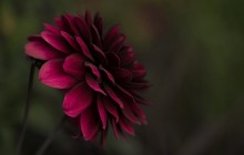 HD flower wallpaper free - Other