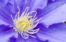 Clematis picture - Other