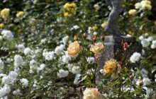 Rose garden whatton - Other