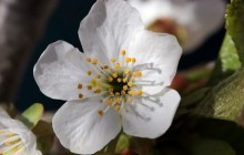 Cherry blossom flower - Other