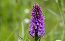 Wild purple orchid wallpaper - Other