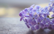 Lilac flower wallpaper - Other