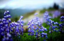 Lupines flowers wallpaper - Other