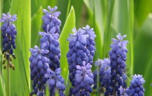 Muscari flowers wallpaper HD - Other