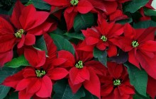Red Poinsettias wallpaper - Other
