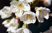 Wild cherry blossom flowers - Other