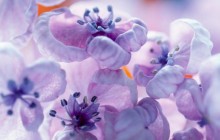 Lilac flowers wallpaper - Other