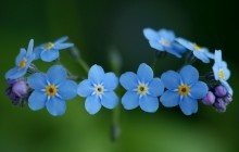 Forget-me-nots flowers wallpaper - Other
