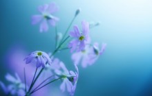 Very beautiful flowers wallpaper - Other