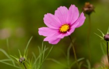 Pink cosmos flower wallpaper - Other