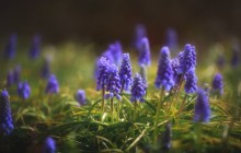 Muscari flowers wallpaper - Other