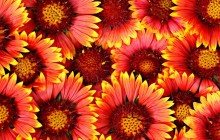 Flower background hd wallpaper - Other