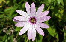 White pink wildflower - Other