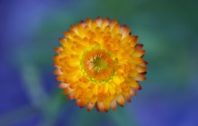 Orange helichrysum flower - Other