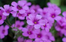 Oxalis flowers - Other