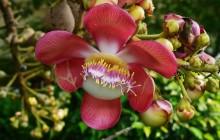 Shorea robusta flower wallpaper - Other