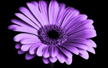 Violet flower wallpaper - Other