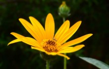 Free flower photos - Other
