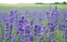 Lavender flowers field wallpaper - Other