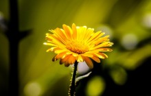 Latest flowers wallpapers - Other
