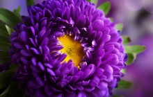 Beautiful pictures of flowers - Other