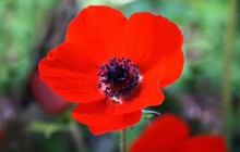 Red anemone flower wallpaper - Other
