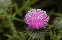 Thistle Blossom image - Other