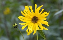 African Yellow Daisy wallpaper - Other
