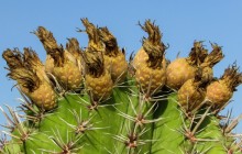 Cactus flowers - Other