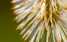 Pussy willow stamen wallpaper - Other