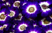 Cineraria flowers - Other